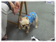 �t�����`�u���h�b�O�i�t���u���j�摜