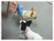 �t�����`�u���h�b�O�i�t���u���j�摜