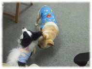 �t�����`�u���h�b�O�i�t���u���j�摜