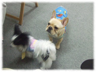 �t�����`�u���h�b�O�i�t���u���j�摜