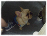 �t�����`�u���h�b�O�i�t���u���j�摜