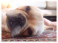 �t�����`�u���h�b�O�i�t���u���j�摜