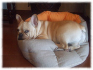 �t�����`�u���h�b�O�i�t���u���j�摜