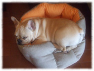 �t�����`�u���h�b�O�i�t���u���j�摜