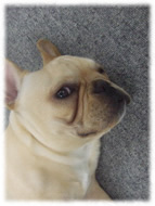 �t�����`�u���h�b�O�i�t���u���j�摜