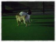 �t�����`�u���h�b�O�i�t���u���j�摜