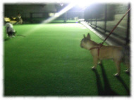 �t�����`�u���h�b�O�i�t���u���j�摜