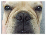 �t�����`�u���h�b�O�i�t���u���j�摜