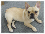 �t�����`�u���h�b�O�i�t���u���j�摜