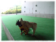 �t�����`�u���h�b�O�i�t���u���j�摜