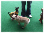 �t�����`�u���h�b�O�i�t���u���j�摜