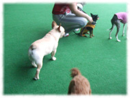 �t�����`�u���h�b�O�i�t���u���j�摜