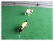 �t�����`�u���h�b�O�i�t���u���j�摜