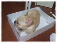 �t�����`�u���h�b�O�i�t���u���j�摜