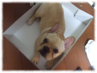 �t�����`�u���h�b�O�i�t���u���j�摜