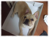 �t�����`�u���h�b�O�i�t���u���j�摜