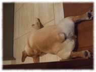 �t�����`�u���h�b�O�i�t���u���j�摜