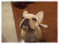 �t�����`�u���h�b�O�i�t���u���j�摜