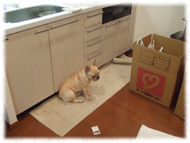 �t�����`�u���h�b�O�i�t���u���j�摜