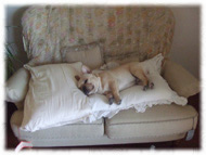 �t�����`�u���h�b�O�i�t���u���j�摜