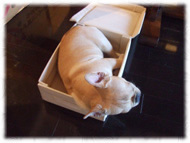 �t�����`�u���h�b�O�i�t���u���j�摜