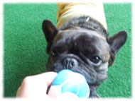 �t�����`�u���h�b�O�i�t���u���j�摜