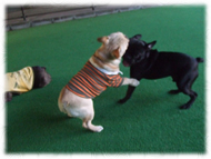 �t�����`�u���h�b�O�i�t���u���j�摜