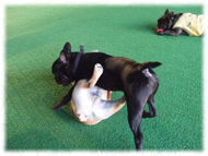 �t�����`�u���h�b�O�i�t���u���j�摜