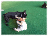 �t�����`�u���h�b�O�i�t���u���j�摜