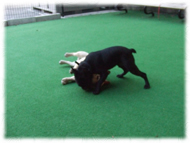 �t�����`�u���h�b�O�i�t���u���j�摜