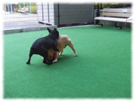 �t�����`�u���h�b�O�i�t���u���j�摜