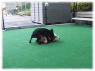 �t�����`�u���h�b�O�i�t���u���j�摜