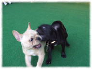 �t�����`�u���h�b�O�i�t���u���j�摜