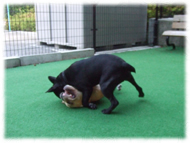 �t�����`�u���h�b�O�i�t���u���j�摜