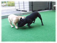 �t�����`�u���h�b�O�i�t���u���j�摜