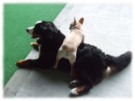 �t�����`�u���h�b�O�i�t���u���j�摜