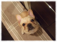 �t�����`�u���h�b�O�i�t���u���j�摜