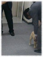 �t�����`�u���h�b�O�i�t���u���j�摜