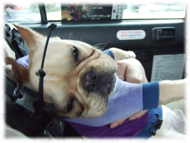 �t�����`�u���h�b�O�i�t���u���j�摜