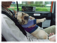 �t�����`�u���h�b�O�i�t���u���j�摜