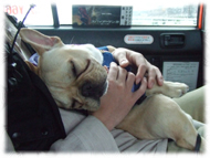 �t�����`�u���h�b�O�i�t���u���j�摜