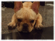 �t�����`�u���h�b�O�i�t���u���j�摜