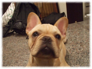 �t�����`�u���h�b�O�i�t���u���j�摜