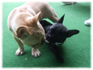 �t�����`�u���h�b�O�i�t���u���j�摜