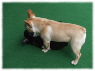 �t�����`�u���h�b�O�i�t���u���j�摜