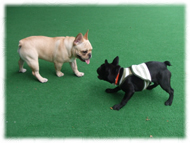 �t�����`�u���h�b�O�i�t���u���j�摜