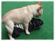 �t�����`�u���h�b�O�i�t���u���j�摜