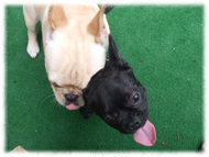 �t�����`�u���h�b�O�i�t���u���j�摜