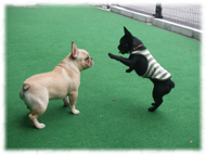 �t�����`�u���h�b�O�i�t���u���j�摜