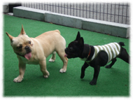 �t�����`�u���h�b�O�i�t���u���j�摜